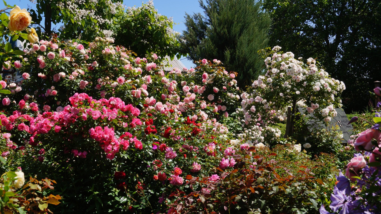 IMG-20250626-WA0028