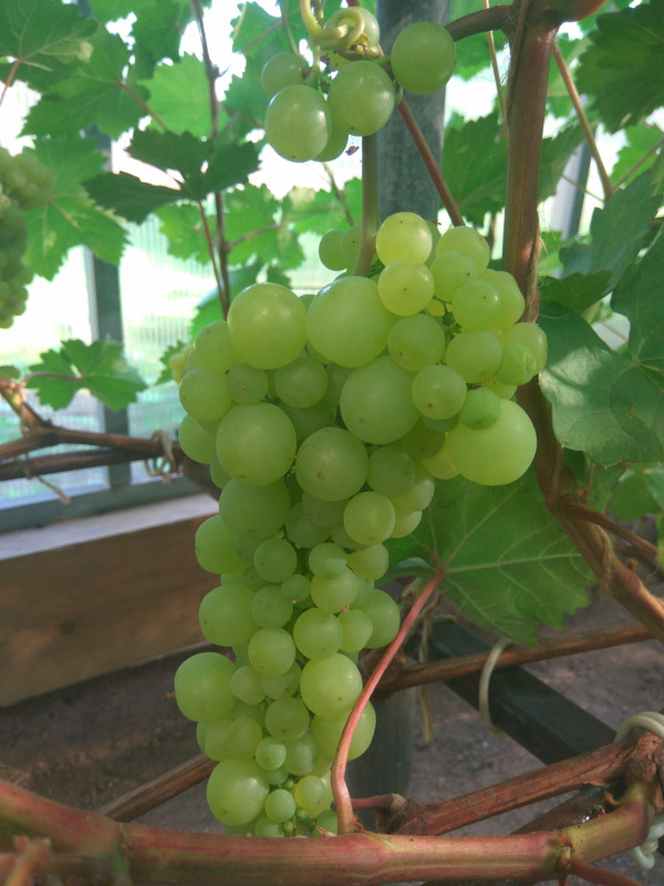 Циравас Аграа 28.07.2018