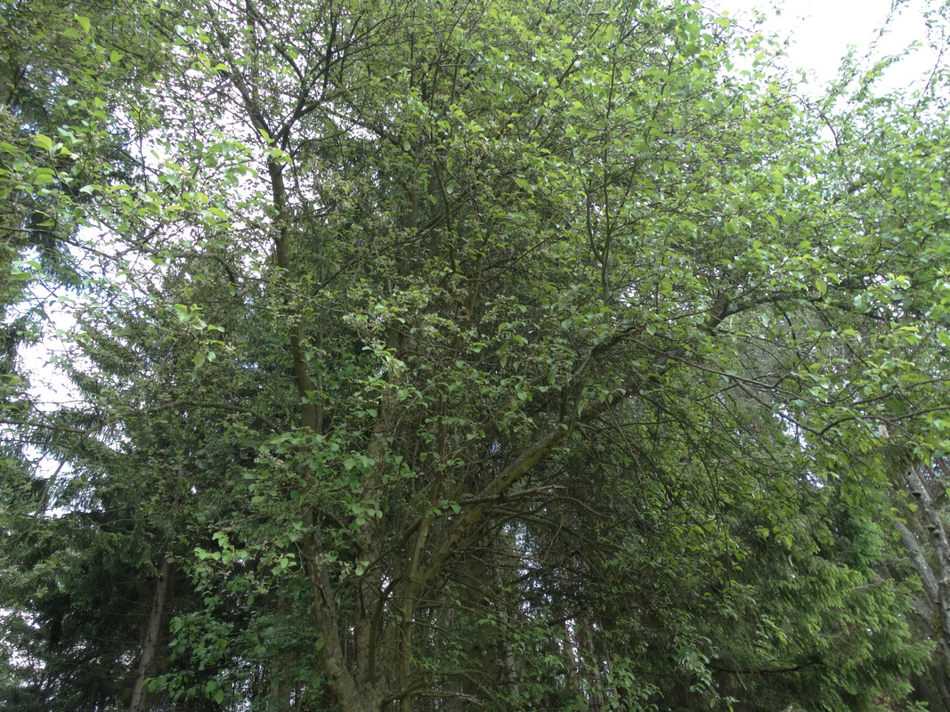 20 - DSC04127 (Czesio1)