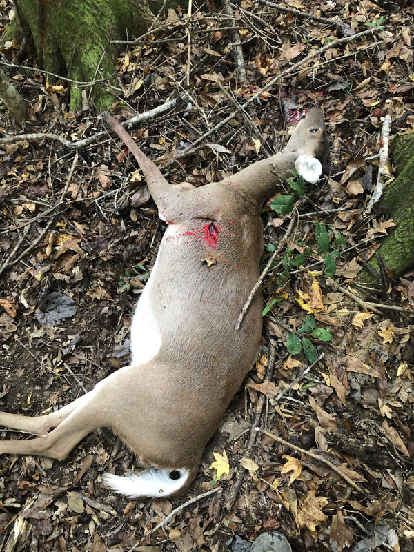 74589FC9-DC1A-42E8-9248-E7DEBF1C7D56