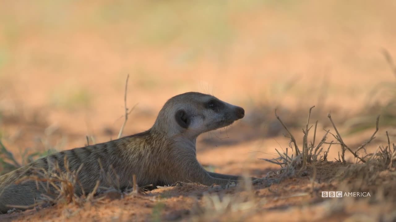 Meerkat-Manor-Rise-of-the-Dynasty-S01-E0