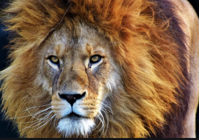lion-male.png