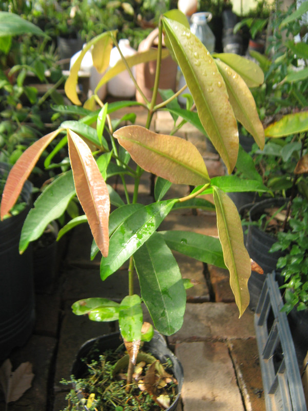 pacuri_garcinia_unknown_20150916T113630