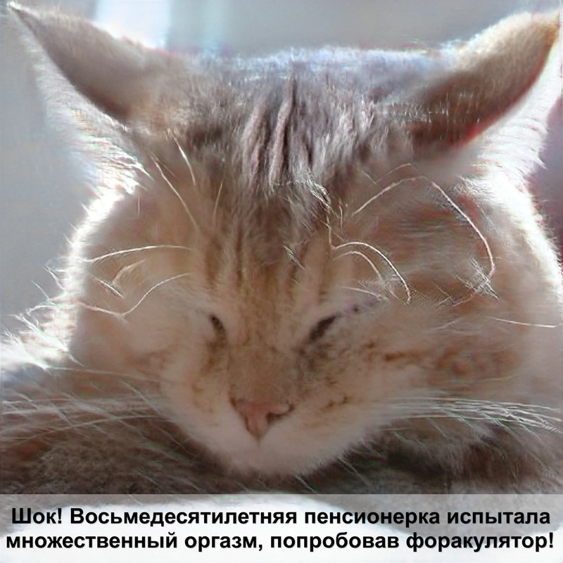 грыжа у кошки после стерилизации