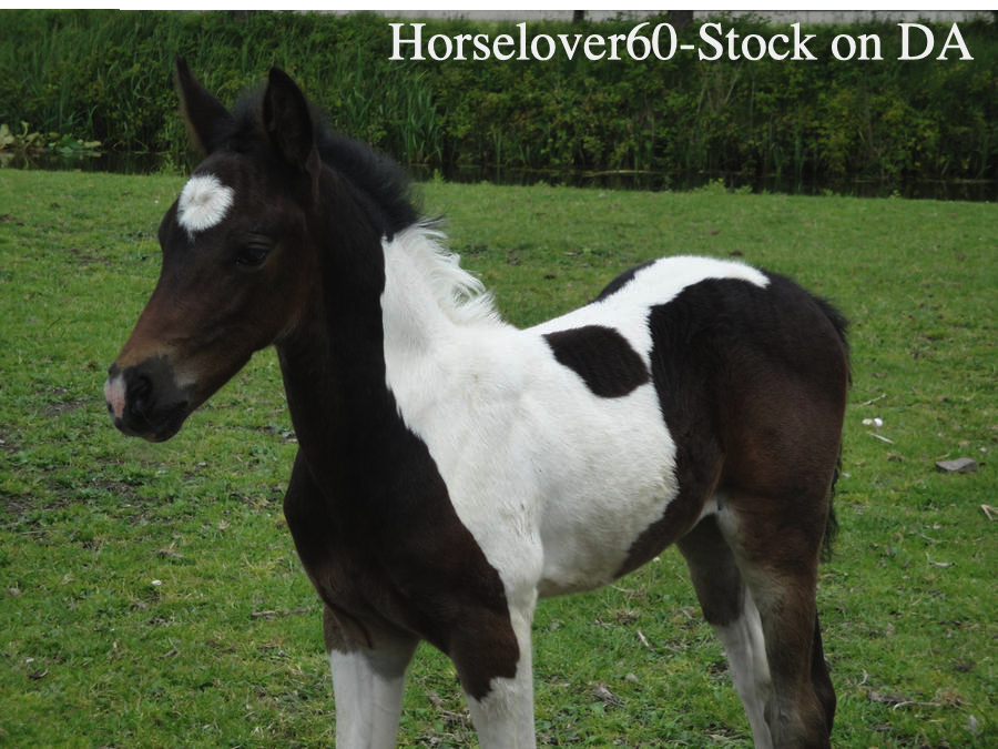 bay-tobiano-foal-by-horselover60-stock-d3kvgtr-fullview-4.png