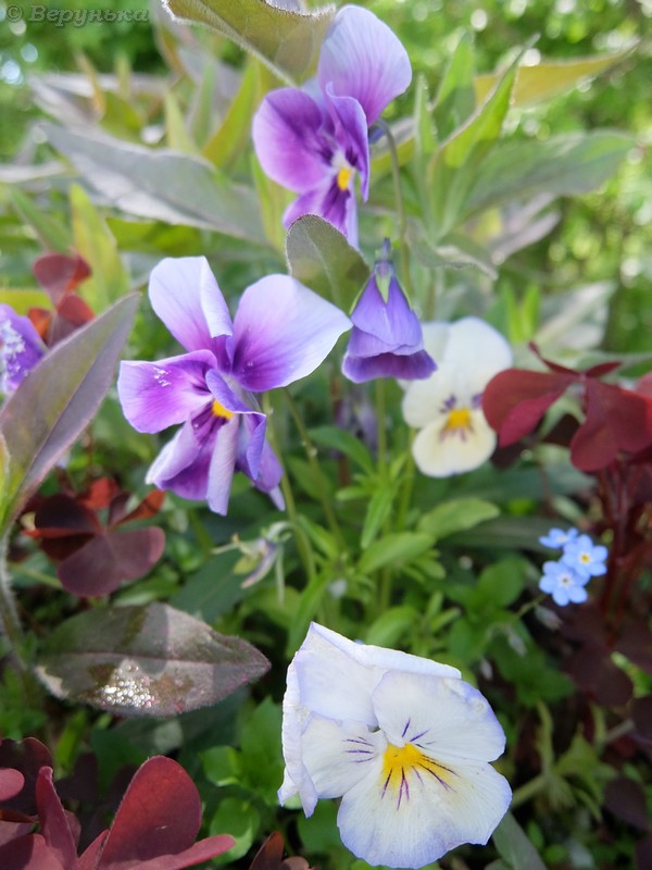 DSCF7381