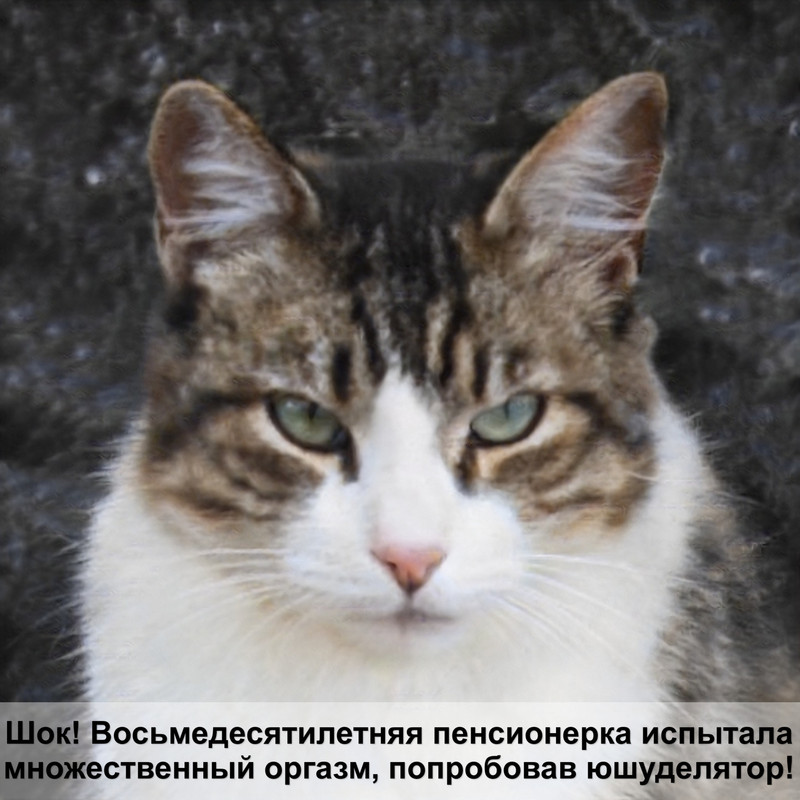 порода кошек шиншилла фото