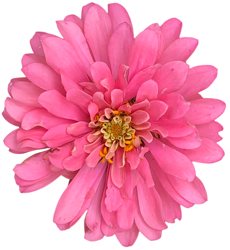 Pink Marigold