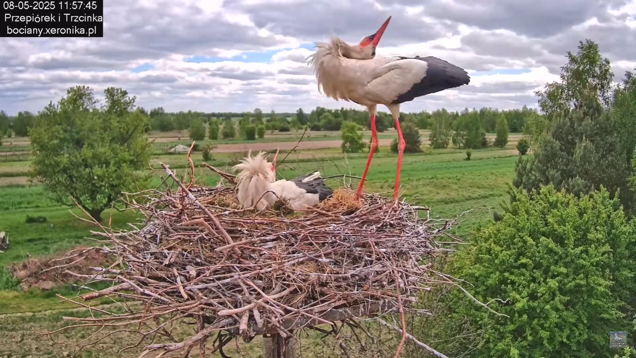 08052025bociany16
