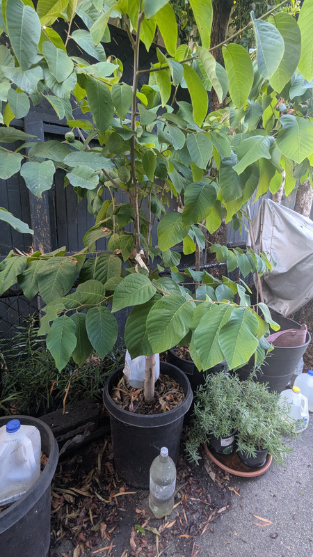 PXL_20251015_195246406