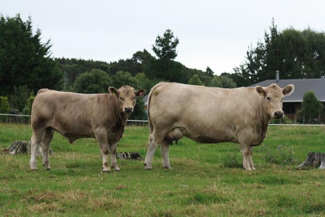 Xalt and Exalt 2009 calf