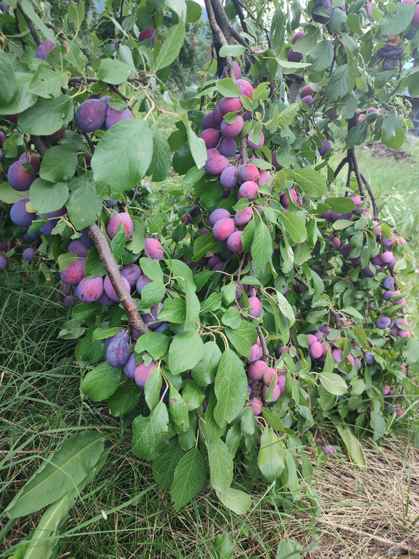 [Слика: IMG-20220727-120436.jpg]