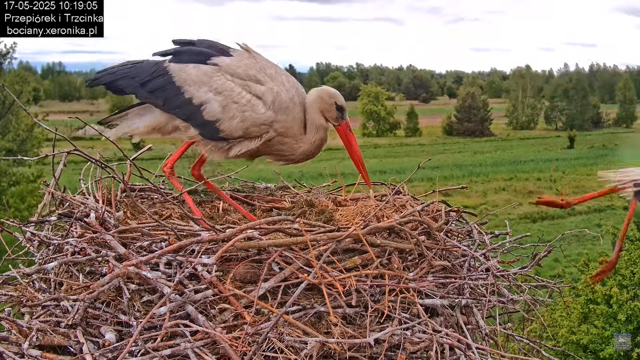 17052025bociany16