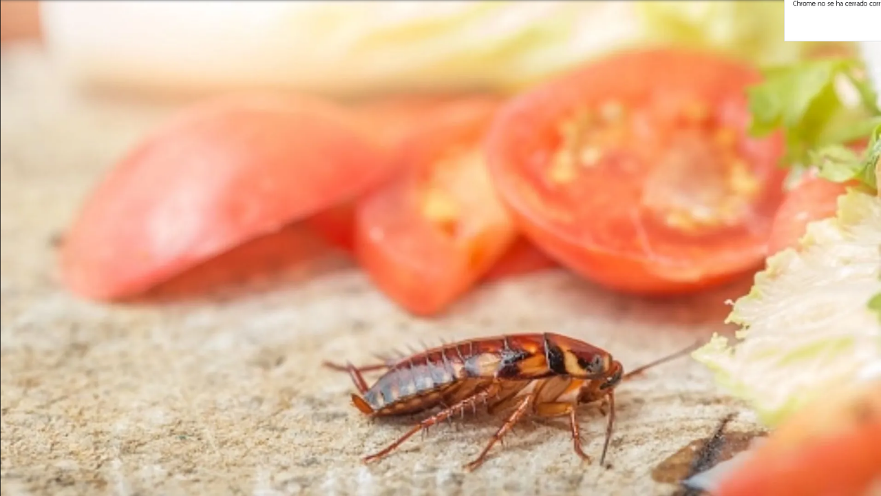Lepra y hepatitis; algunas de las enfermedades que transmiten las cucarachas