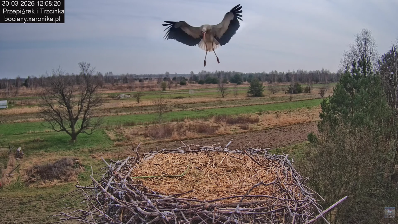30032026bociany 2