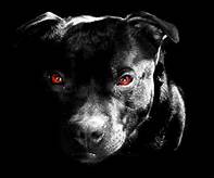 dark-dogs.jpg