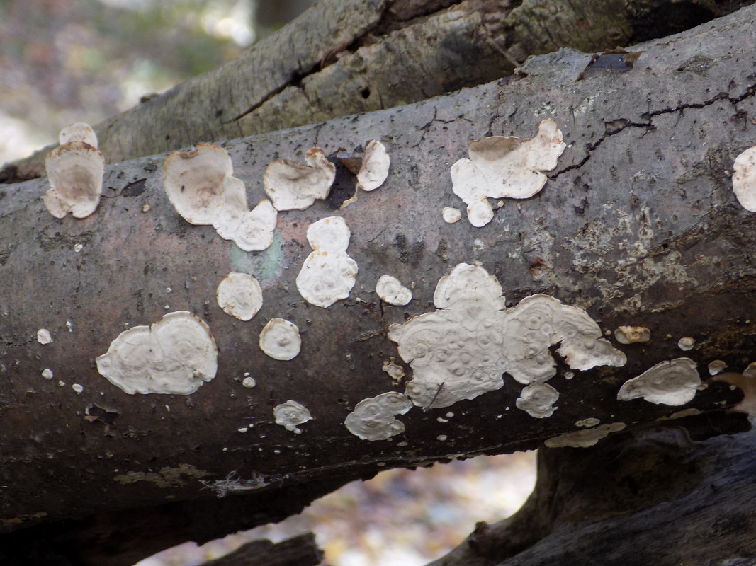Patches of white mushroom growing attached to the bark of a log.
