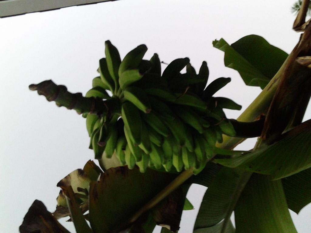 Mysorebanana_zps5341e964