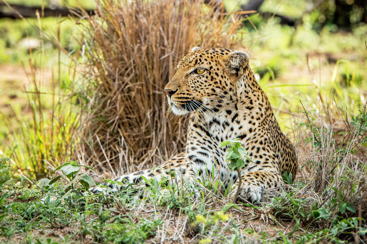 Leopard relaxing in Kruger National Park