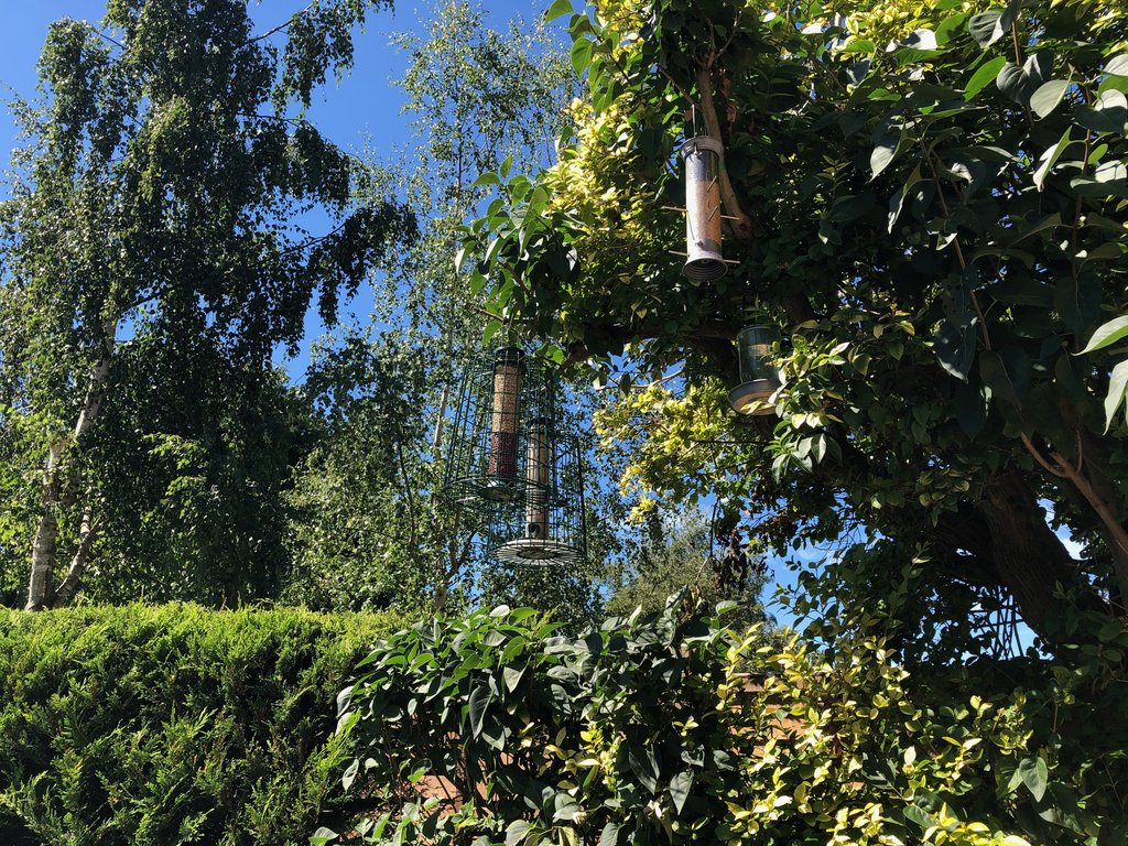 bird-feeder-last-pic-aug-2020.jpg