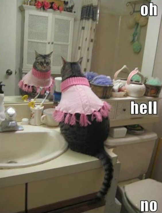 Cat Humor #8