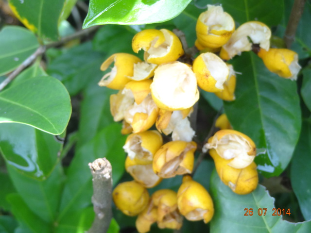 DSC04166