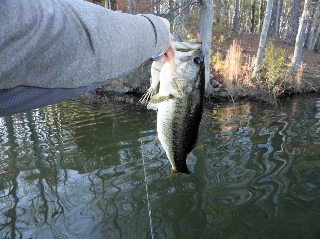 kgb-threadfin-fish.jpg