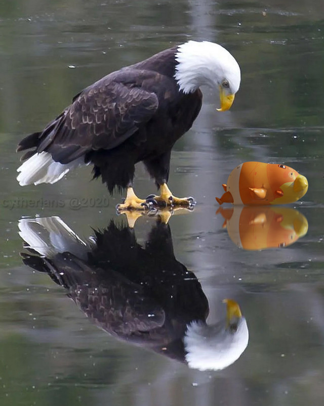 Bald-Eagle-reflection-Trump.jpg