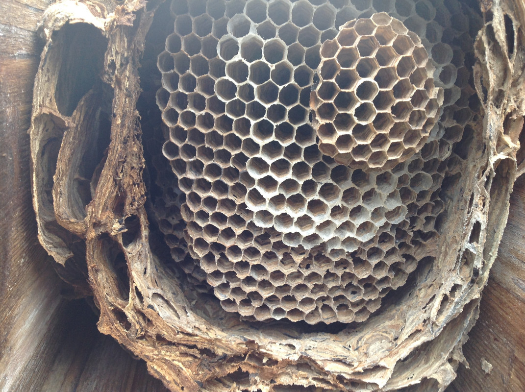 Nestöffnung 12. Nov. 2015 (7)