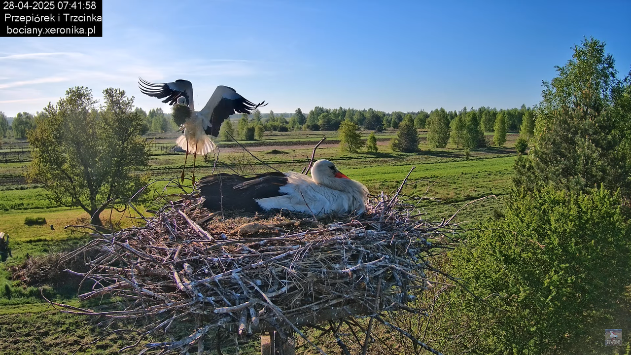 28042025bociany8