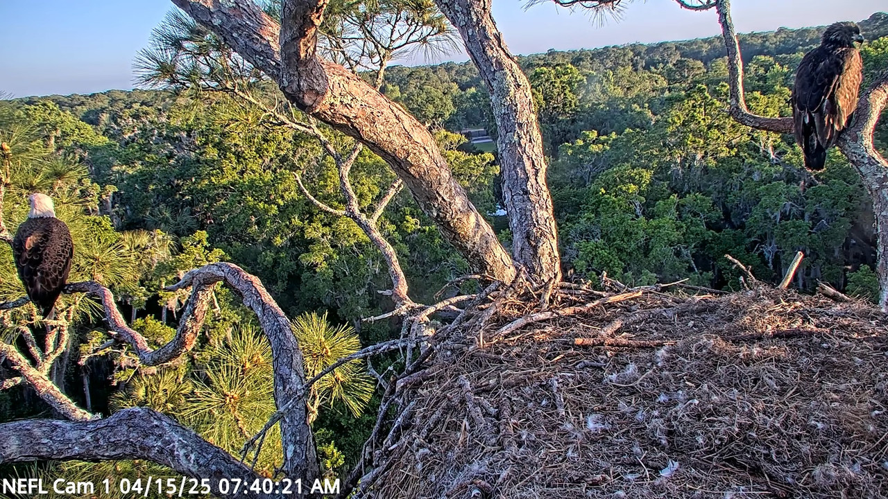 NEFL Cam 1 — tiešraidē Bald Eagle Cam 6-8-45 screenshot