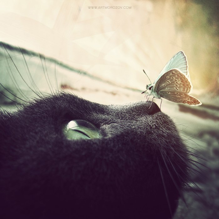 art-cats-butterfly-Cats-and-butterflies