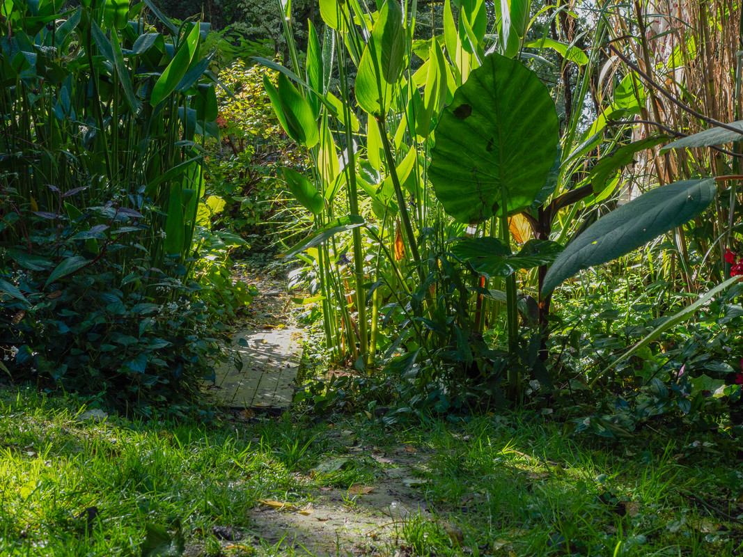 Ensemble de plantes - chemin et oreilles d'éléphant