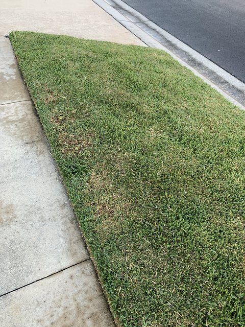 St Augustine Dense Looping The Lawn Forum