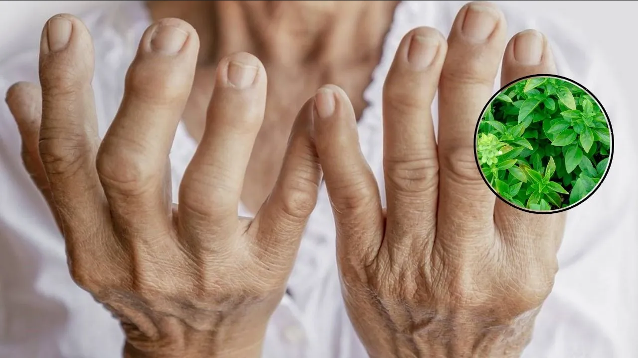 ¿Qué planta medicinal es buena para la artritis?