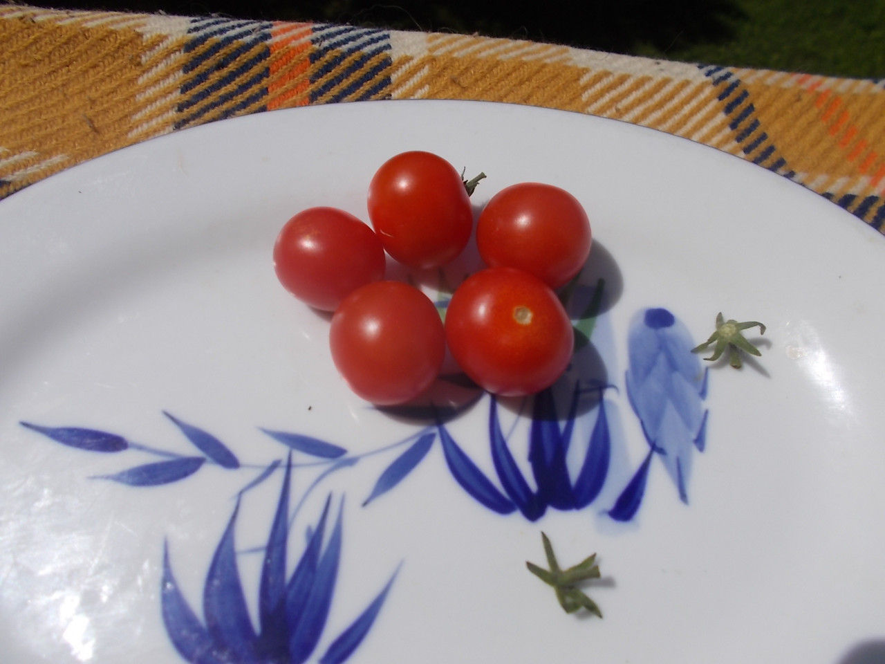 Vilma Vladimir Gross 2025 07 29