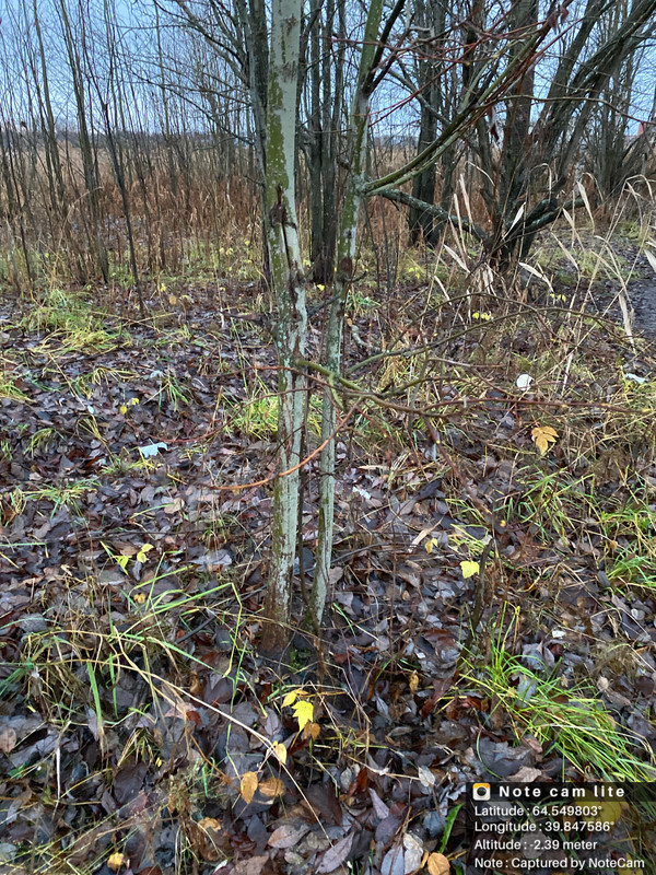 Severodvinsk 164521 Arhangelskaa oblast Rossia