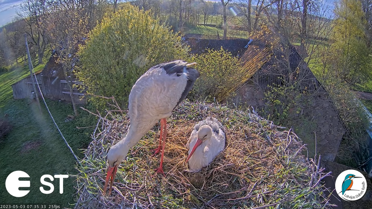 Baltie stārķi (Ciconia ciconia) Tukuma novadā - LDF tiešraide __ White storks in Tukums, Latvia 5-5-