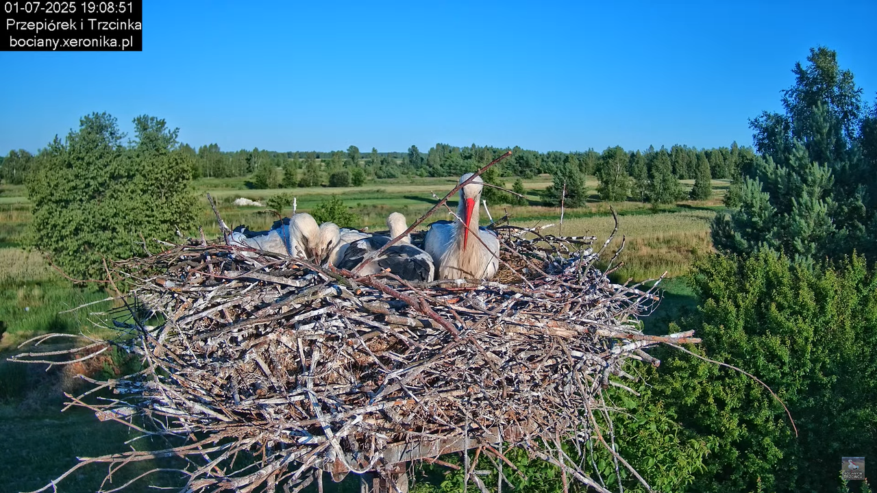 01072025bociany41