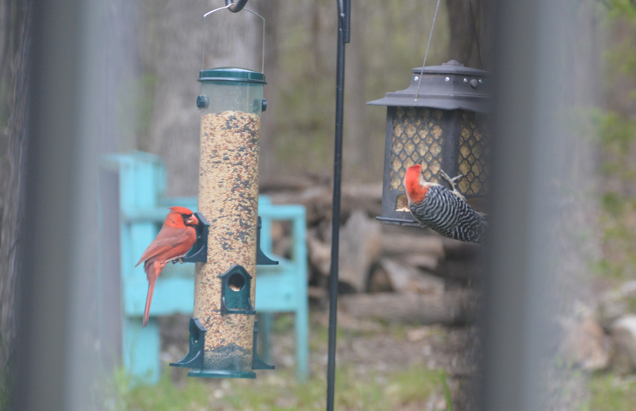 2021-4-23 Cardinal (1)