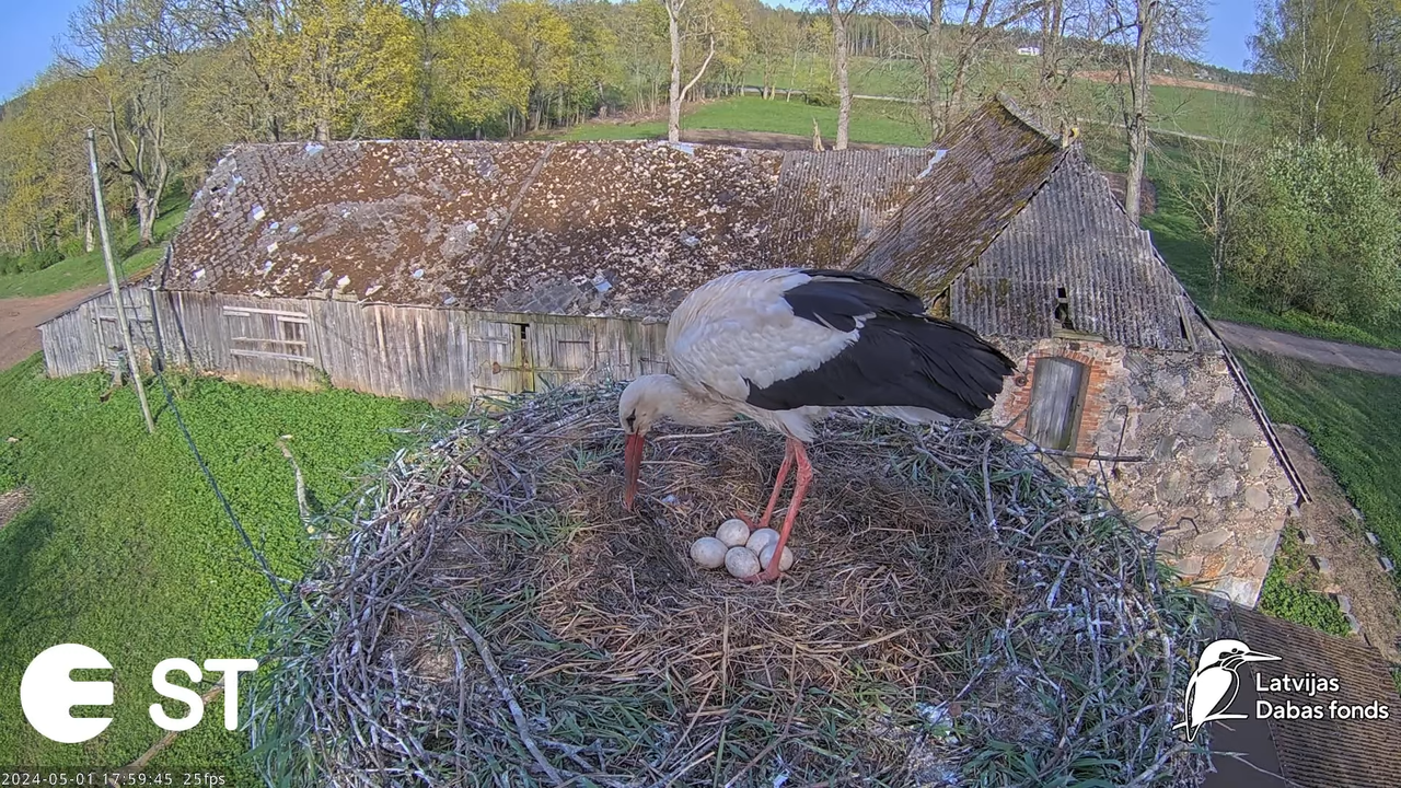 Baltie stārķi (Ciconia ciconia) Tukuma novadā - LDF tiešraide __ White storks in Tukums, Latvia 12-8