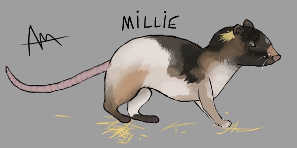 my-mouse.jpg