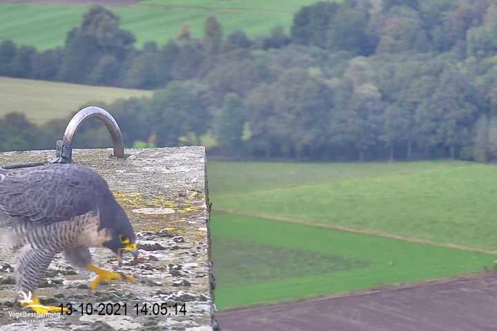 campics vanaf 1 juli © VWGGemert en bonusjes van ter plekke - Pagina 35 V12
