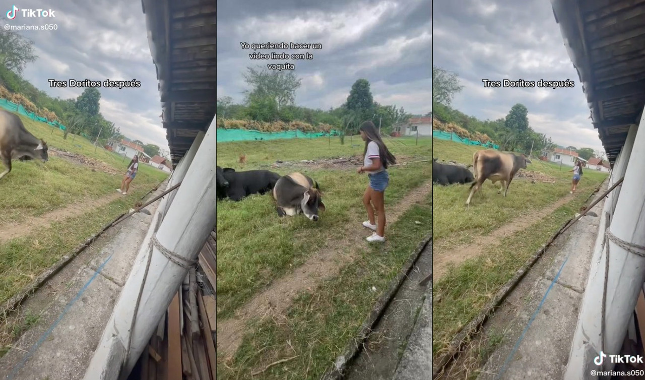 Vaca persigue a una joven, ella solo quería tomarle una foto