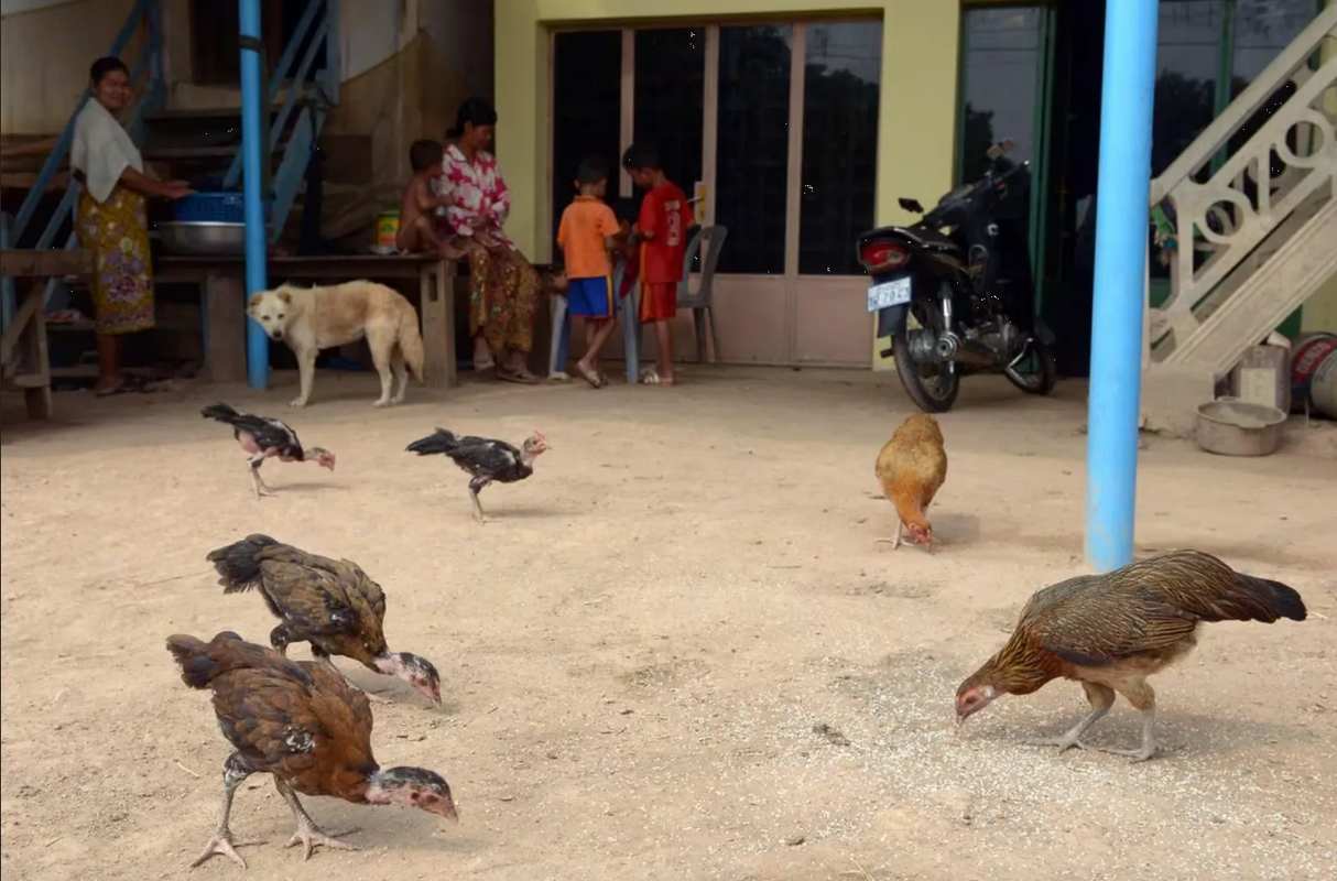 Dos niños diagnosticados con gripe aviar en Camboya; uno murió