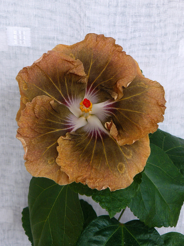 Petar’s Angel's Eye - RK Black Pearl  x  Russian Firebird 5 15.2.2023 first bloom