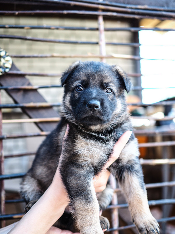 P6070256-кобель1