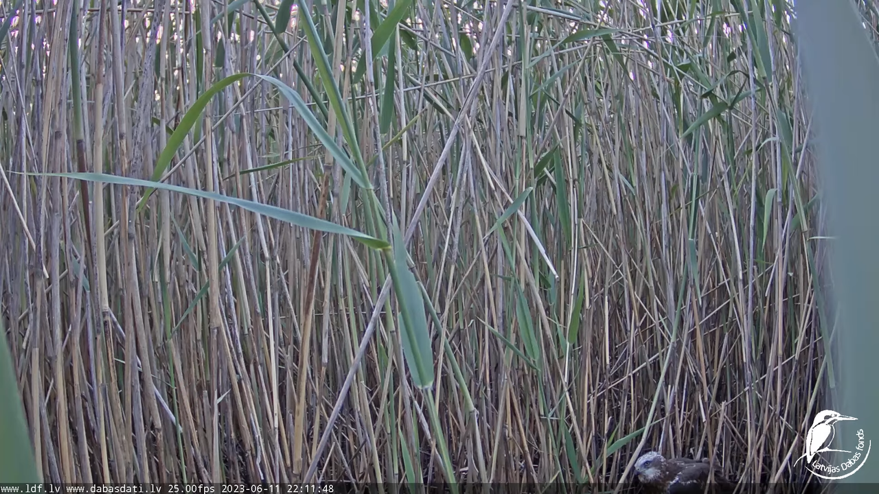 Lielais dumpis (Botaurus stellaris) Engurē - LDF tiešraide 10-57-49 screenshot