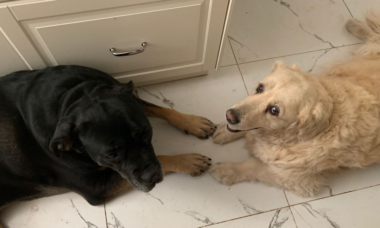 E2DB61AD-4ECD-4EDD-AC06-DA8BEDDD164D