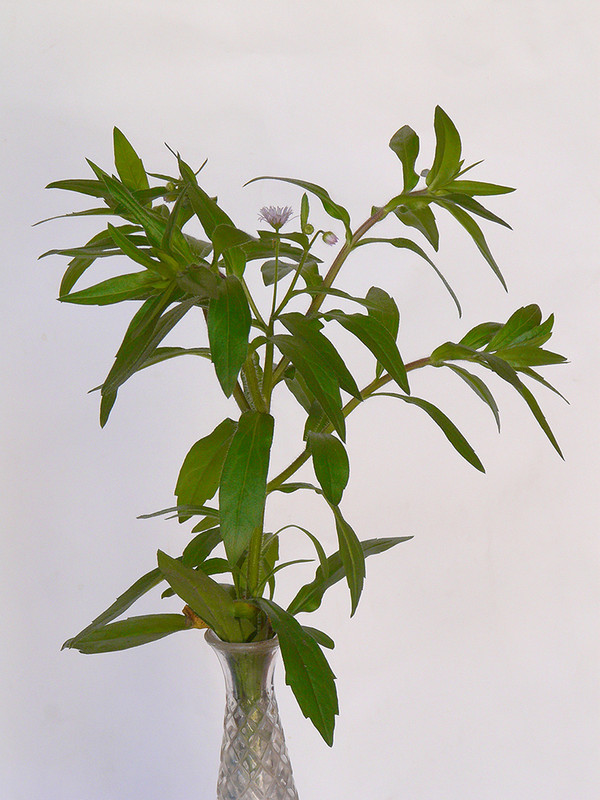 P1150804-1... (1024)